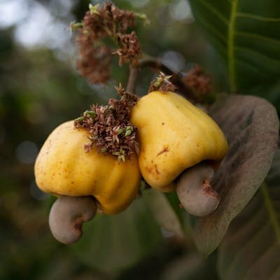 California Almonds (Roasted (500g))